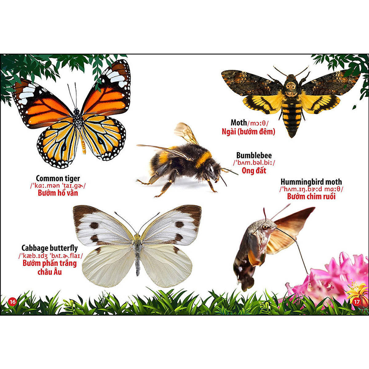 Bilingual Picture Dictionary: Insects & Reptiles | Từ Điển Bằng Hình Thế Giới Côn Trùng Và Bò Sát - Song Ngữ Anh - Việt