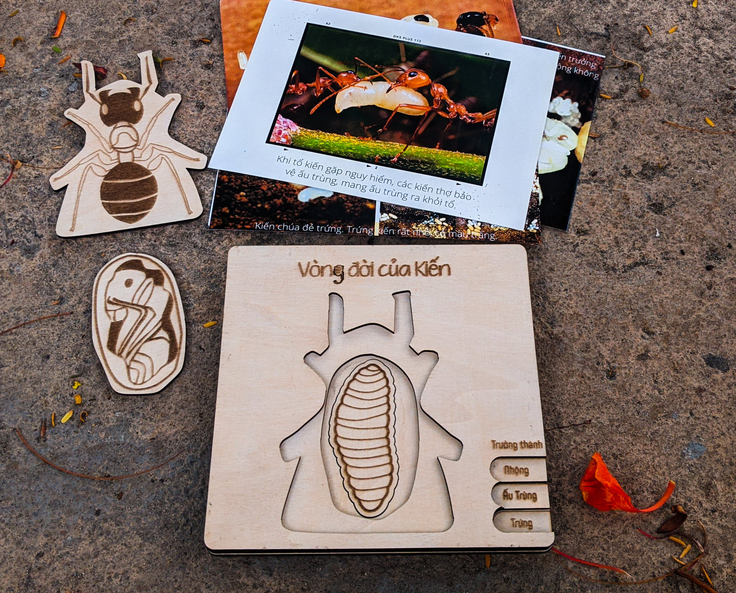 Life Cycle Puzzle of 4 Insects |  Bộ ghép hình “Vòng đời côn trùng”