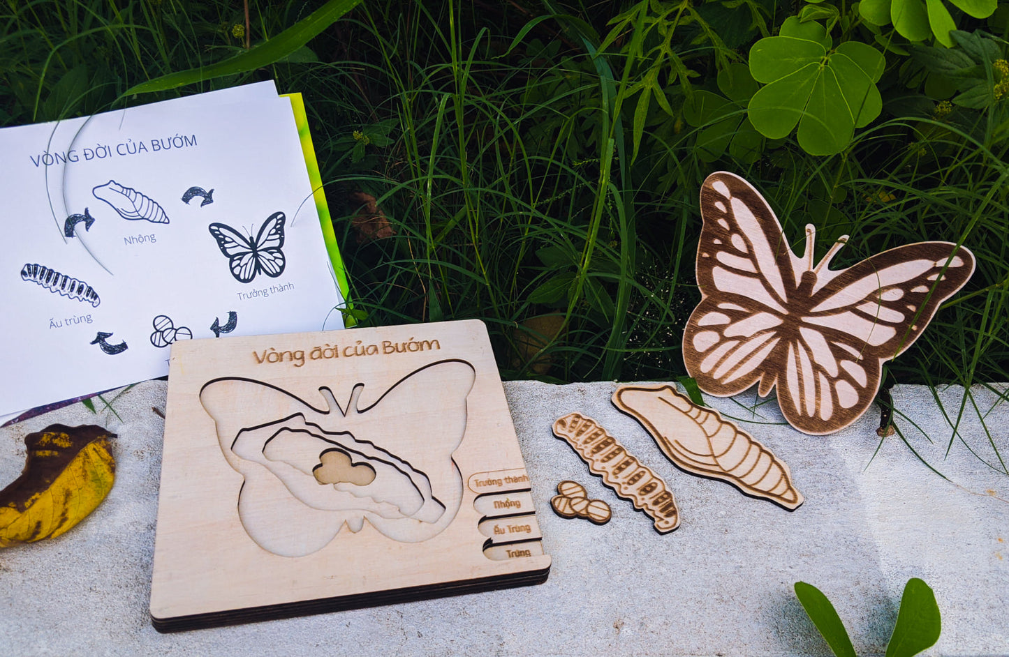 Life Cycle Puzzle of 4 Insects |  Bộ ghép hình “Vòng đời côn trùng”