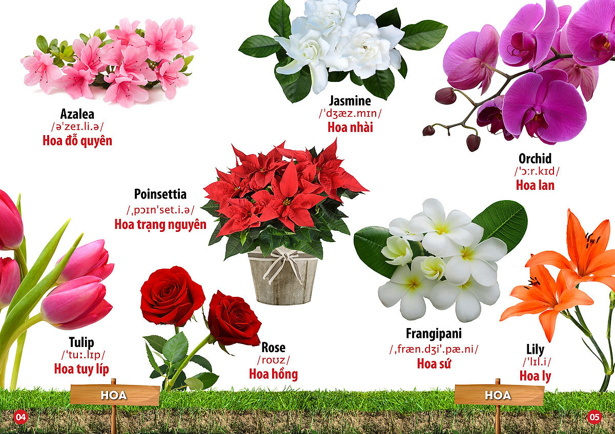 Bilingual Picture Dictionary: Flowers, Fruits, Vegetables & Legumes | Từ Điển Bằng Hình - Hoa, Quả, Rau Củ - Song-Ngữ Anh Việt