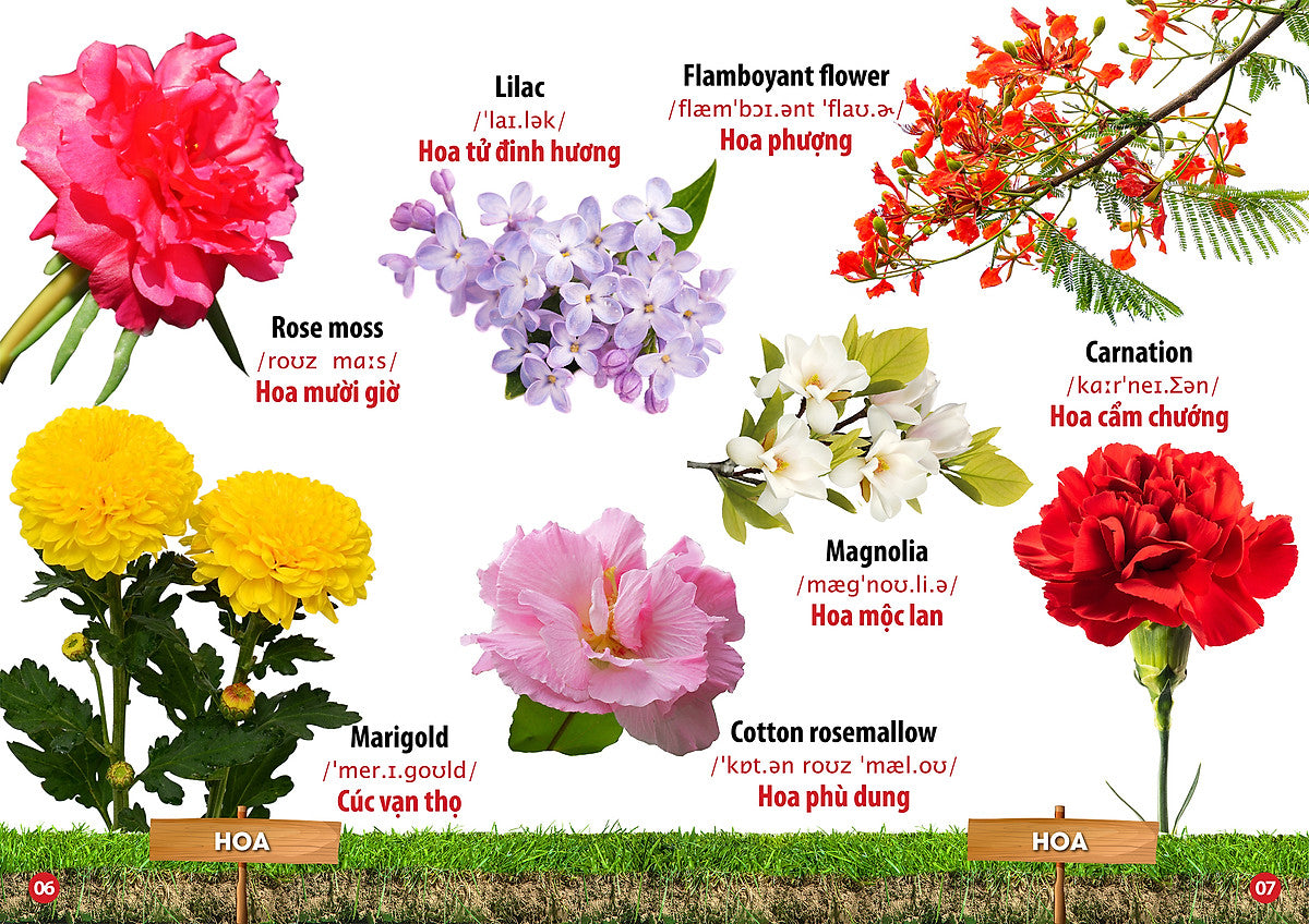 Bilingual Picture Dictionary: Flowers, Fruits, Vegetables & Legumes | Từ Điển Bằng Hình - Hoa, Quả, Rau Củ - Song-Ngữ Anh Việt