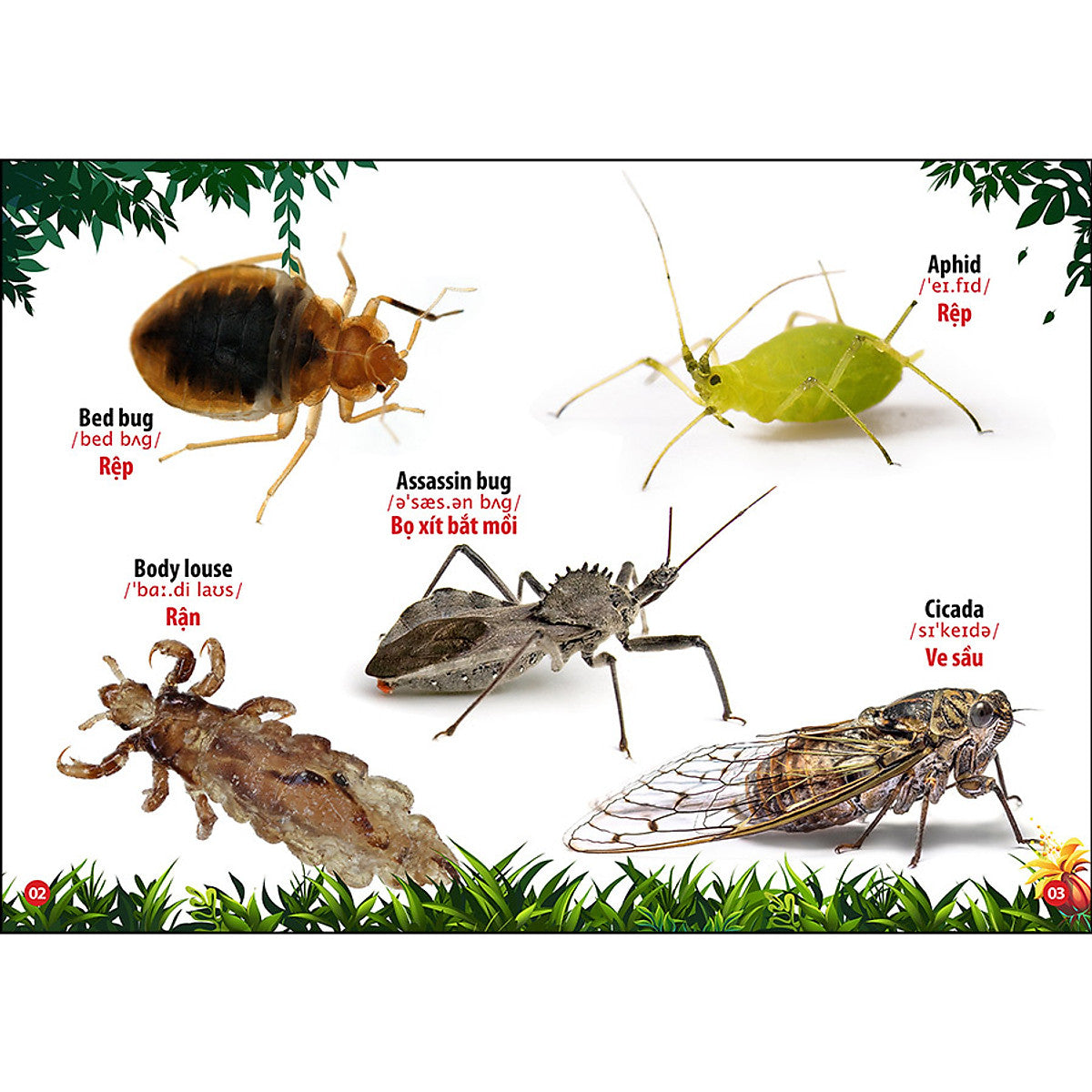 Bilingual Picture Dictionary: Insects & Reptiles | Từ Điển Bằng Hình Thế Giới Côn Trùng Và Bò Sát - Song Ngữ Anh - Việt